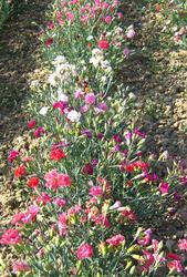 Dianthus car.Chabaud Multi-Colored Mix 5g - 1
