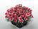 Dianthus Super Parfait Raspberry F1 200 pellets - 1/2
