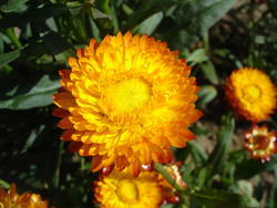 Helichrysum bracteatum Orange  2g