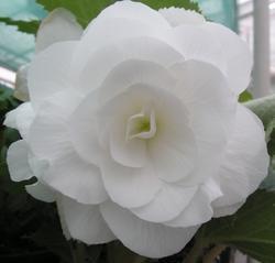 Begonia tuberhybrida Bílá 50 pelet