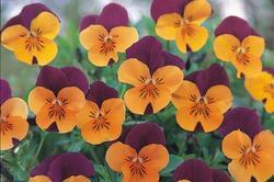 Viola c.Floral Power® Orange Red Wing F1 250 seeds