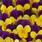 Viola c. Floral Gold Purple Wing F1 250 seeds - 1/2