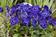 Viola c.Floral Power® Deep Blue Blotch F1 250seeds - 1/2