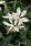 Gaura lindheimeri Sparkle White 250 semen - 1/2