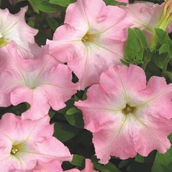 Petunia h. Mistral Pearly F1 500 pelet