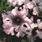 Petunia superbissima Alba 0,25g - 1/2
