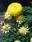 Helichrysum bracteatum Žluté 2g - 1/2