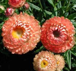 Helichrysum bract.Monstrosum Salmon Pink 2g