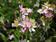 Helichrysum cassinianum Gabriele 1g - 1/2