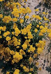Helipterum humboldianum Yellow 1g