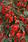 Begonia b.Copacabana Red F1 250 pellets - 1/2