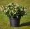 Begonia i.Sensation White Green Leaf F1 50 pelet - 1/2