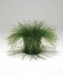 Isolepis Live Wire 100 pelet