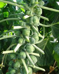 Brussels sprouts Casiopea 10g