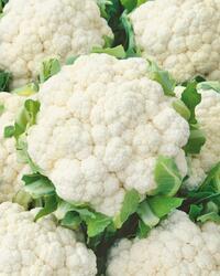 Cauliflower Early Snowball X 10g
