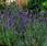 Lavandula ang.Ellagance Purple 250 seeds - 1/2
