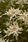 Leontopodium alpinum Edelweiss 0,25g - 1/2