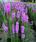 Liatris spicata Floristan Violet 1g - 1/2