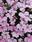 Lobelia erinus Riviera Lilac 15 000 semen - 1/2