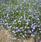 Lobelia erinus pendula Cascade Blue 0,5g - 1/2