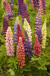 Lupinus p.Russell Mix 5g