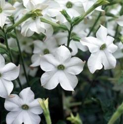 Nicotiana Perfume White F1 250 seeds