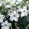 Nicotiana Perfume White F1 250 seeds - 1/2