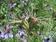 Nigella hispanica Exotic 2g - 1/2