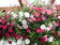 Petunia pendula Avalanche Mix F1 300 seeds - 1/2