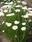 Helipterum roseum bílé 1g - 1/3