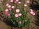 Helipterum roseum růžové 1g - 1/3