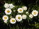 Helichrysum bracteatum White 2g - 1/3