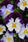 Viola Cool Wave® Violet Wing F1 200 semen - 1/2