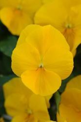 Viola Cool Wave® Golden Yellow F1 200 seeds