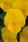Viola Cool Wave® Golden Yellow F1 200 semen - 1/2