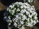 Ageratum houstonianum White 1g - 1/2
