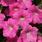 Petunia h.Rosy Velvet  F1 50 pellets - 1/2