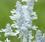 Salvia farinacea Evolution® White 1000 semen - 1/2