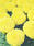 Tagetes erecta Discovery Yellow F1 200 semen - 1/3