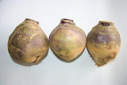 Turnip Brora 10g