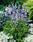 Salvia farinacea Fairy Queen 1000 seeds - 1/4