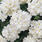 Verbena hybrida Quartz XP White 500 seeds - 1/2