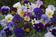 Viola c. Floral Mixture F1 250s - 1/2