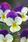 Viola c. Floral White Purple Wing  F1 250 semen - 1/2