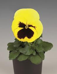 Viola x w. Inspire® citronově žl. s o.F1 500 semen