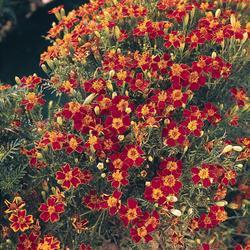 Tagetes tenuifolia Ornament 1g
