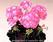 Pelargonium x h. Night Velvet Rose F1 100 seeds - 1/2