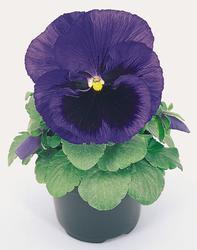 Viola x w Inspire® Blue with Eye F1 500 seeds