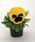 Viola x w. Inspire® Yellow with Eye F1 500 seeds - 1/4