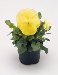 Viola x w. Inspire® Yellow F1 500 seeds